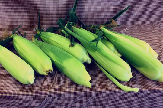 Fresh Organically-Raised Sweet Corn